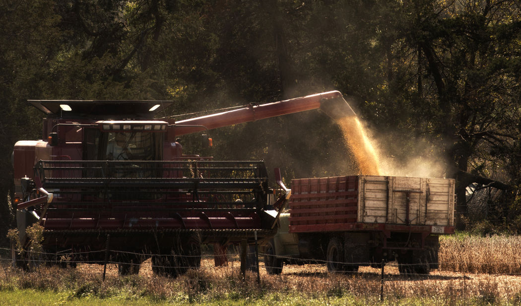 Harvest time